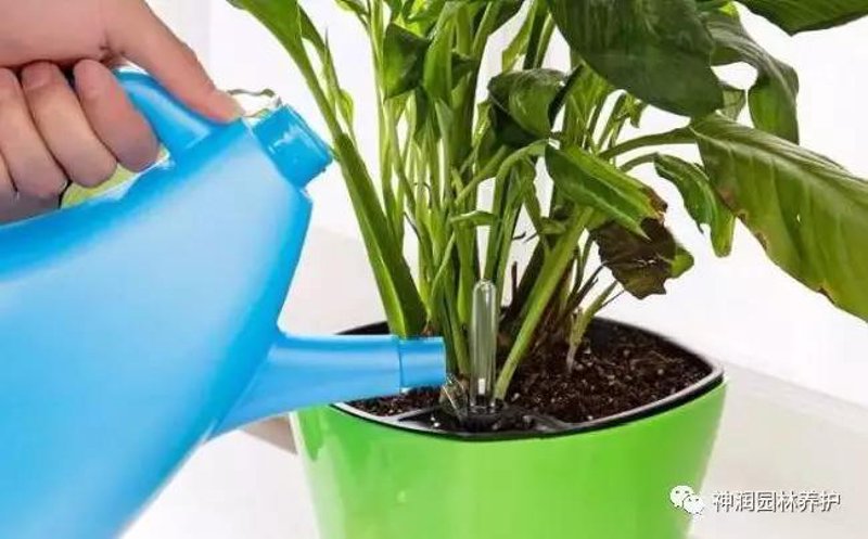 花卉苗木：自然气息与生态美学