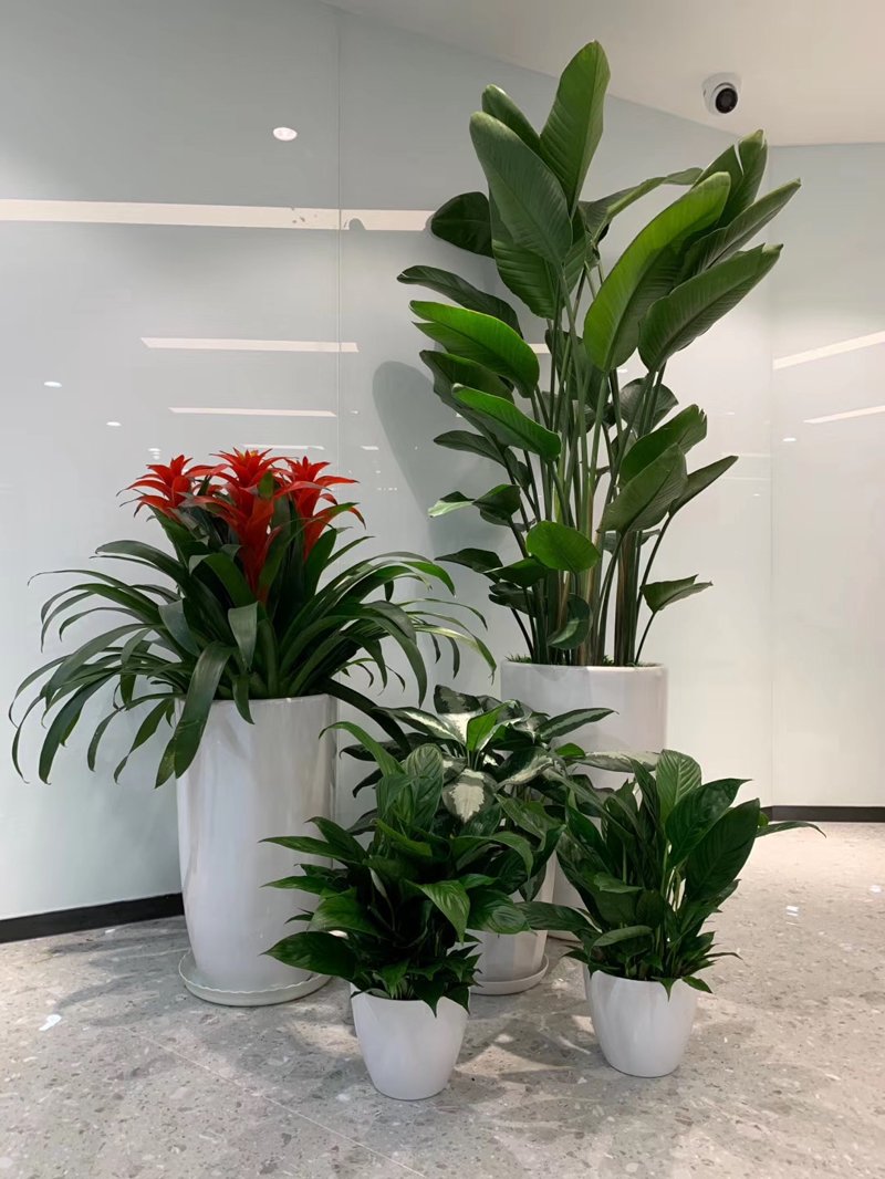 绿植租赁