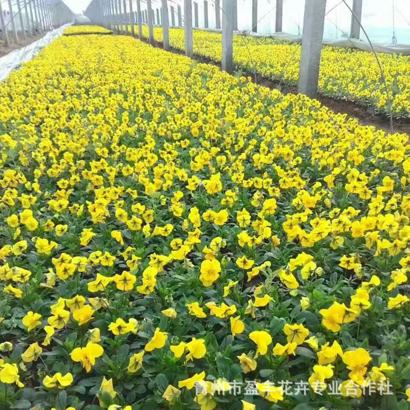选购绿化苗木的技巧与注意事项