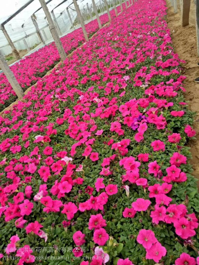 时令草花：春天里的自然之歌
