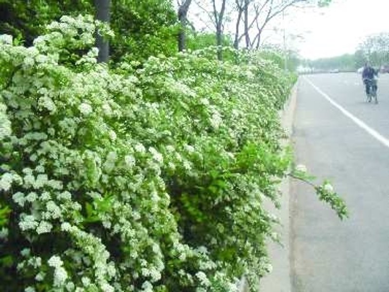 品味生活：盆景出租选购指南